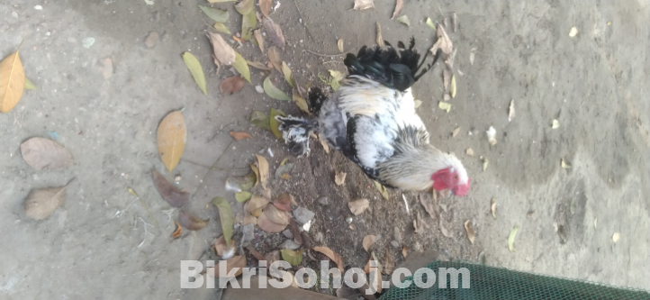 আমেরিকান ব্রামহা মুরগি